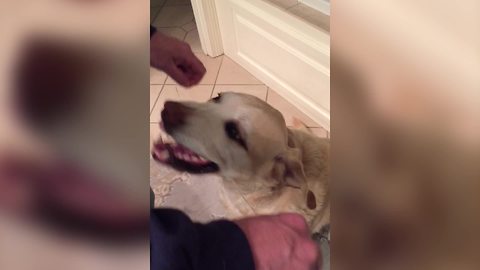 A Man Flosses His Teeth And Then Flosses His Dog's Teeth