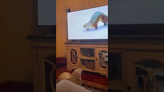 Golden Retriever Dogs are fascinated by Nature Documentary on TV