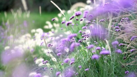 "Verbena bonariensis: Elegant Stems and Vibrant Purple Blooms"