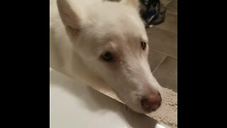 Extremely vocal dog howls loudly at owner taking bath