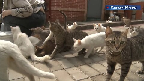 Больше 100 котов и кошек переселили из Петербурга под Сестрорецк