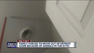 Family forced to move out of Detroit home because of animals in attic