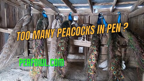 Too Many Peacocks In Pen ?, Peacock Minute, peafowl.com