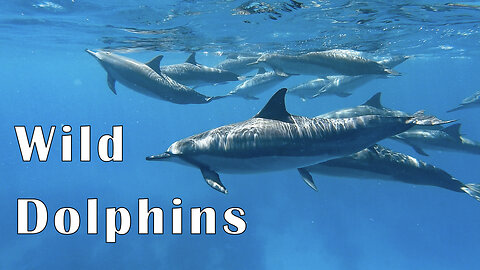 Swimming with Spinner Dolphins ins Hawaii!