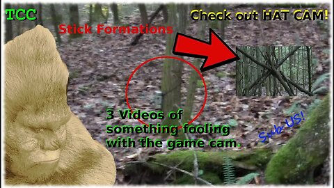 Bigfoot Research Area 1 | Game Cams