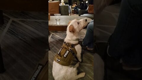 Ares Jack Russell listens to a guitar master