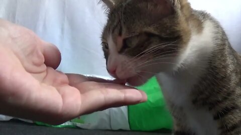 Cute Kitten Eats from My Hand