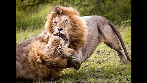 Lions Dangerous Fight || Lions vs Lions