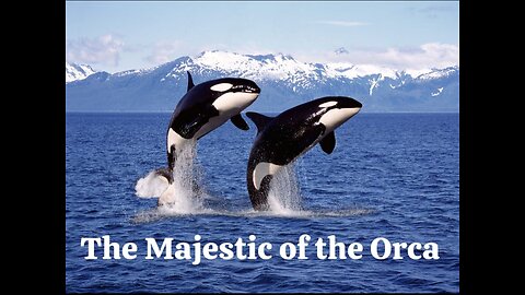 A look into the lives of killer whale (Orca).