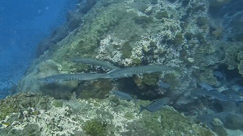 Sail Rock Scuba Diving Gulf of Thailand