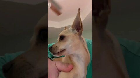 Chihuahua Kisses, Chihuahua Love or Angry Puppy? Camilla Kirby is Sassy #comment your thoughts below