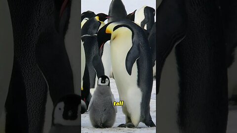 A 6ft tall penguin?