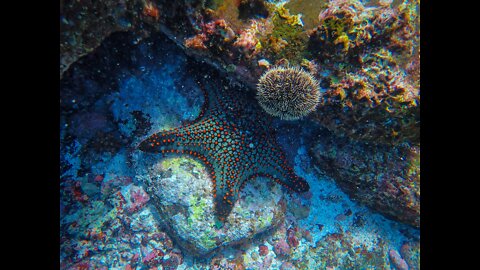 Close-Up Video of a Starfish in the Water