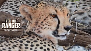 Sleeping Cheetah Family | Samburu | Zebra Plains On Tour