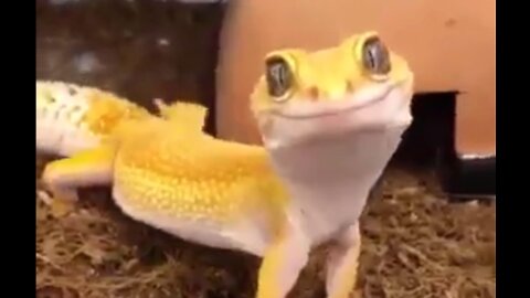 Funny animal video - The Frog 🐸