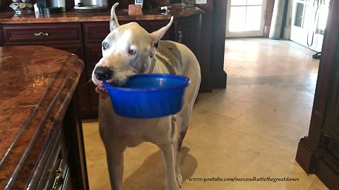 Funny Great Dane's Dinner and Dessert Routine
