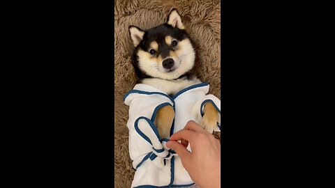 MANYU washing DAY #asmr #shibainu #shiba #cute