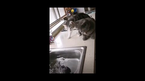 Cute Cats vs Fish