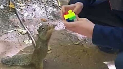 Esquilo tenta roubar cubo mágico de jovem!