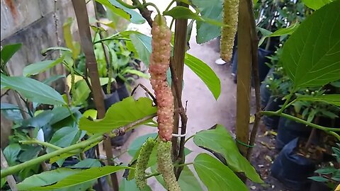 frutíferas produzindo em vaso amora paquistaneja grumixima anã Sapoti cajá dovialis doce manga araçá