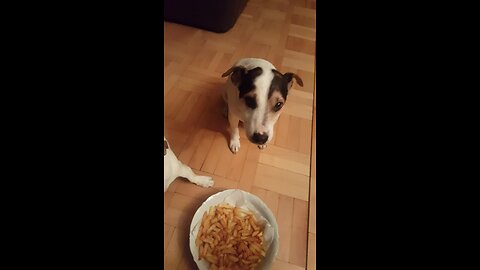 Incredibly Disciplined Dogs Patiently Wait For Tasty Treat