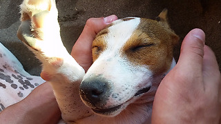 Sleepy Pupper Absolutely Refuses To Wake Up