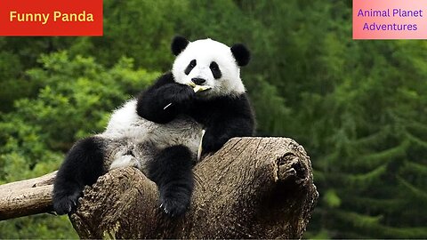 funny panda world animal world