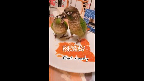 Conures eating persimmons on