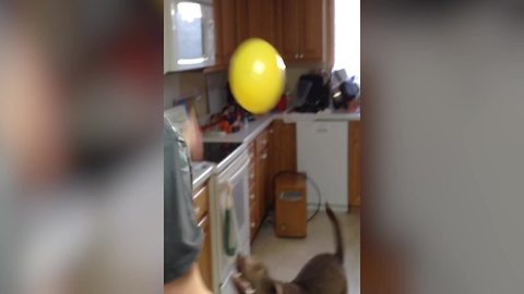 A Dog VS A Balloon