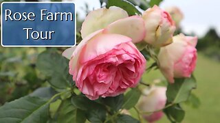 Rose Farm Tour - While in Bloom!