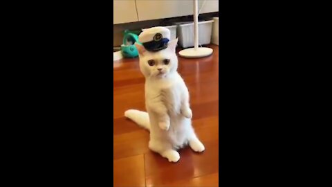 Adorable cat making salute! Wow amazing