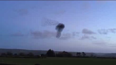 En flock fåglar dansar över himlen i Irland