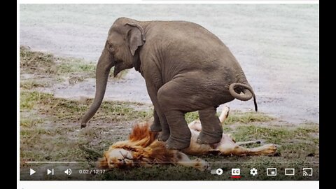 Extreme fights Lion vs Elephant who saved her baby from Lion Wild Animals Attack