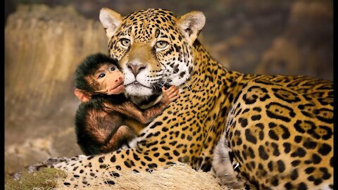 Leopard Attacking a Monkey and Protecting a Baby Baboon