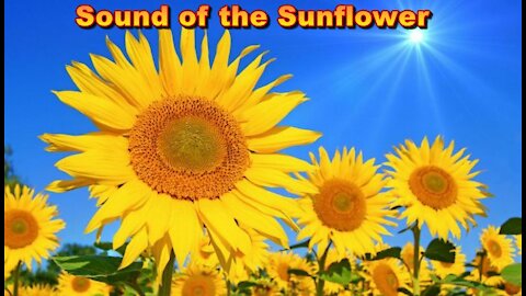 INCREDIBLE! Woman records the sound that a sunflower makes and the result is chilling