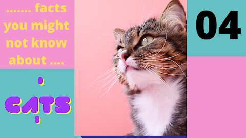 Amazing Facts You Might Not know About Cats - Part 4 of 25