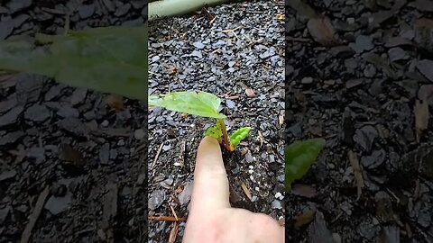 Grow rhubarb plant! #garden #gardenbeds