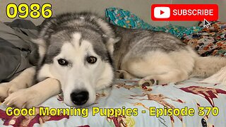 [0986] GOOD MORNING PUPPIES - EPISODE 370 [#dogs #doggos #doggos #puppies #dogdaycare]