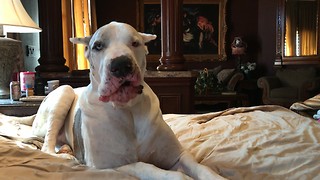 Goofy Deaf Great Dane Complains About Getting Out Of Bed