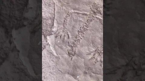 Petroglyph cavern, Butler wash Utah.