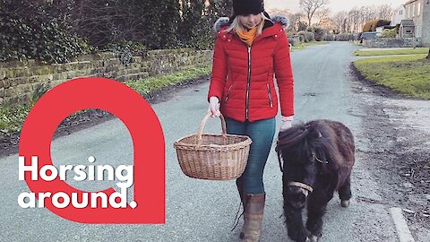 Shetland pony delivers supplies to the vulnerable