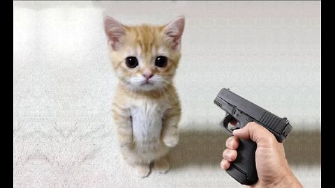 Funny cat 😹😹vs Gun Funny Animals - playing dead on finger shot Compilation || Anime...