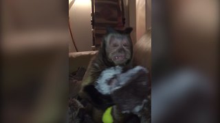 Monkey Steals Dog’s Toy, Talks Back To Owner