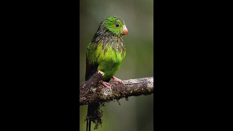 cute little parrot 🦜