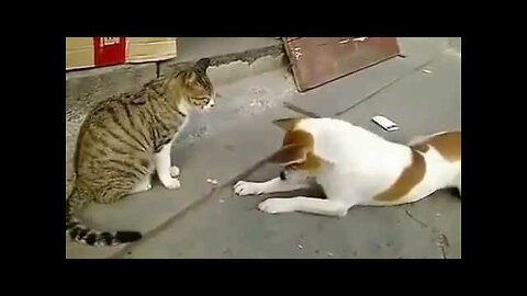 Angry Cats VS Dogs Funny Compilation 2024