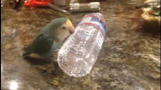 Bird creative hoop rolling with water bottle