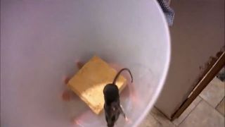 The Great Mouse Escape