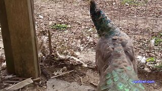 He or She Peacock #2, Peacock Minute, peafowl.com