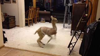 Baby Alpaca Joins A Feline Family