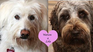 Labradoodle love story will brighten your day